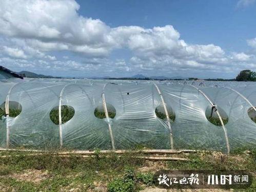 今日海南二瓜价格