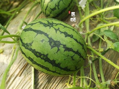 太原近期热门吃瓜事件,最新“瓜王”事件揭秘，网友热议不断！