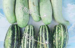 元谋小瓜今日价格,今日行情一览