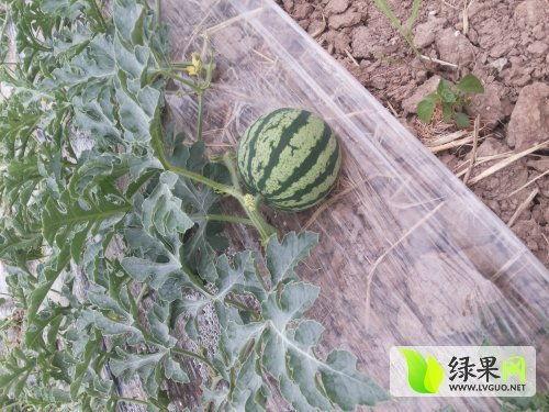 上海今日瓜价行情,多品种价格波动，部分品种上涨明显
