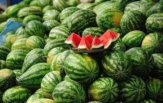 今日博阳瓜价格