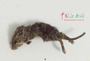 老鼠吃瓜最新事件爆料,揭秘瓜农与鼠患的矛盾冲突