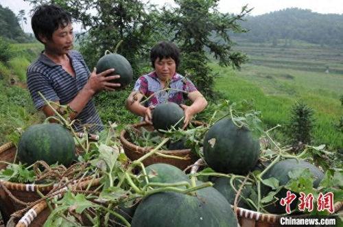 丽水今日热瓜事件,揭秘背后真相与公众关注焦点