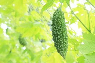 广州白瓜今日价格,市场行情一览”