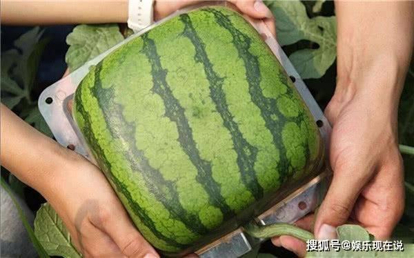 今日宜吃瓜结局,揭秘真相背后的惊人反转