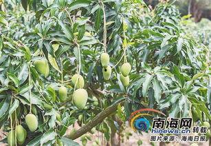今日海南蒲瓜价格,今日行情一览