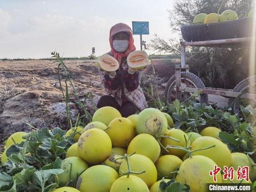 民勤沙漠蜜瓜热门视频,沙漠中的甜蜜奇迹，视频揭秘种植奥秘