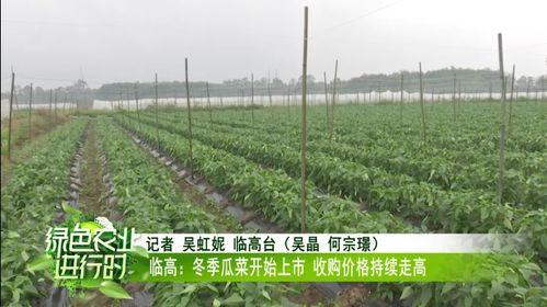 今日瓜菜价最新行情,新鲜直供，价格波动一览
