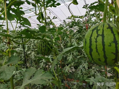 小吊瓜今日行情,价格波动与市场动态一览