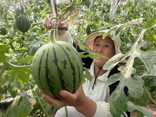 小吊瓜今日行情,价格波动与市场动态一览