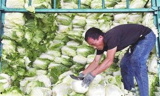 寿光瓜菜今日价格,新鲜蔬菜价格波动解析”
