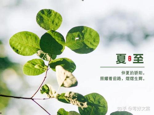 摘吊瓜热门文案短句,品味生活甜蜜瞬间