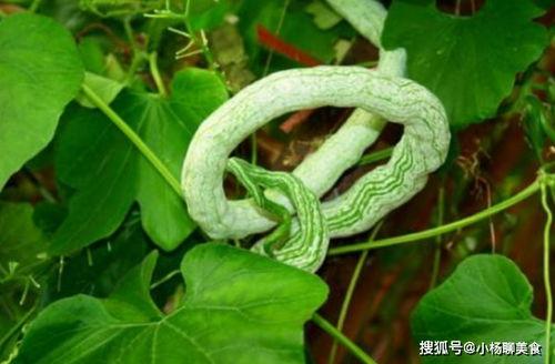 蛇瓜视频上热门了吗,一夜爆红，网络热议背后的秘密