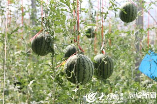 文山热门吃瓜事件视频,最新吃瓜事件视频曝光,真相究竟如何?