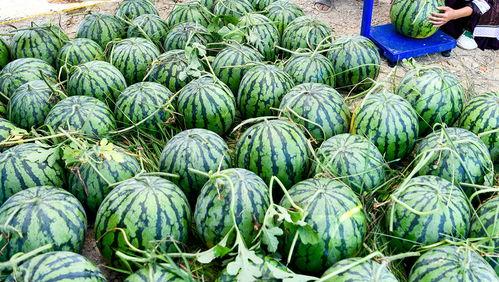 世界各地吃瓜爆料视频,短视频时代的全民娱乐盛宴